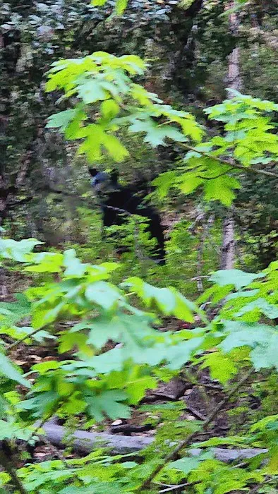 Dillon Creek Campground Picture 10