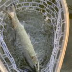 U. Dillon Creek River Access (recgovnpsdata)