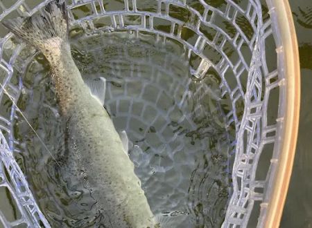 U. Dillon Creek River Access (recgovnpsdata)