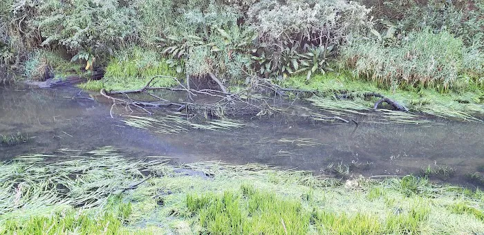 Anglers Cove Campground Picture 6