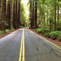 Marin Garden Club Grove ico