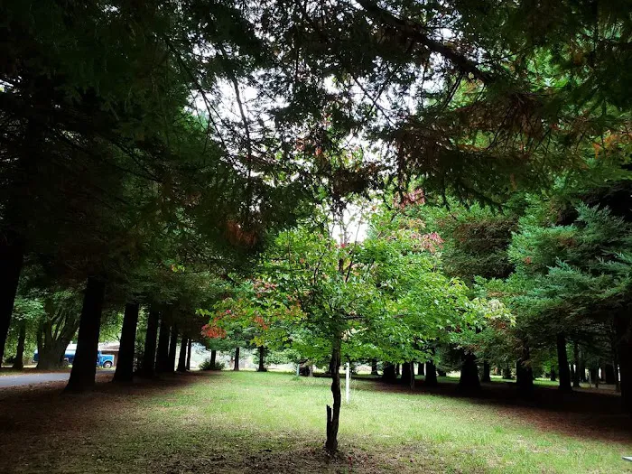 Redwood Area Camp Picture 6