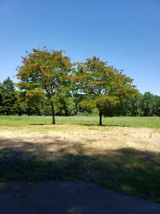 Redwood Area Camp Picture 1