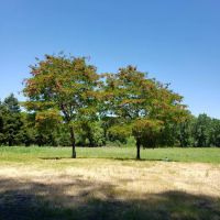 Redwood Area Camp ico