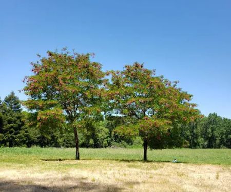 Redwood Area Camp