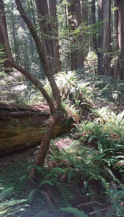 Albee Creek Campground Picture 6