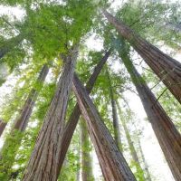 Albee Creek Campground ico