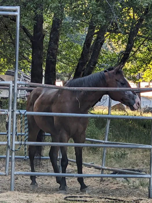 Cuneo Creek Horse Group Camp Picture 9