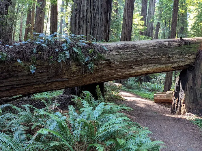 Grizzly Creek Redwoods Campground Picture 2