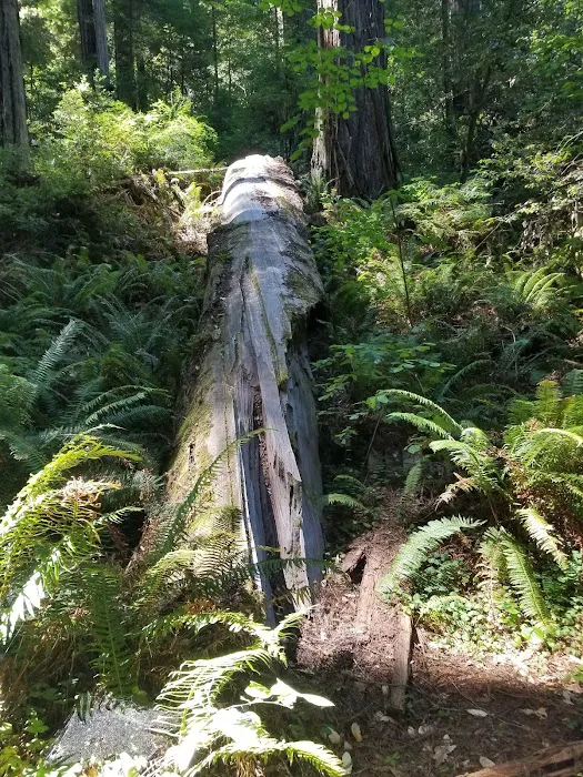 Grizzly Creek Redwoods Campground Picture 1