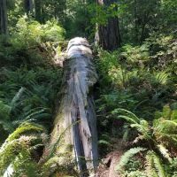 Grizzly Creek Redwoods Campground ico