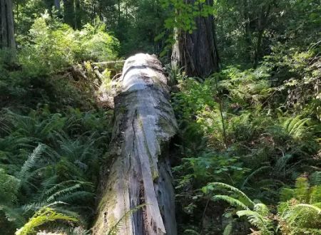 Grizzly Creek Redwoods Campground