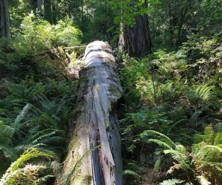 Grizzly Creek Redwoods Campground