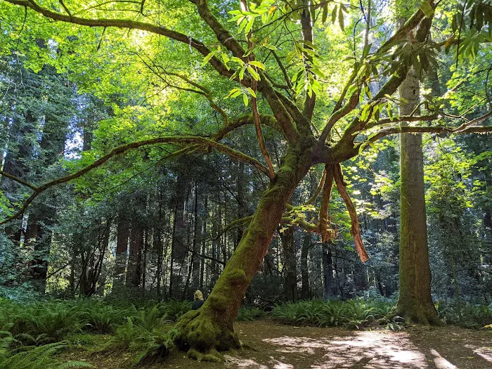 Grizzly Creek Redwoods Campground Picture 6