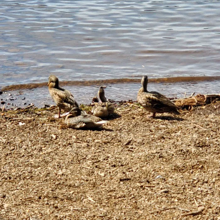 Aspen Point Campground - Lake of the Woods Picture 5