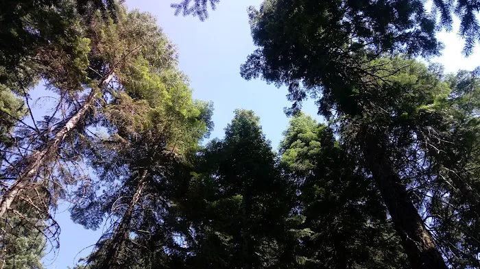 Aspen Point Campground - Lake of the Woods Picture 9