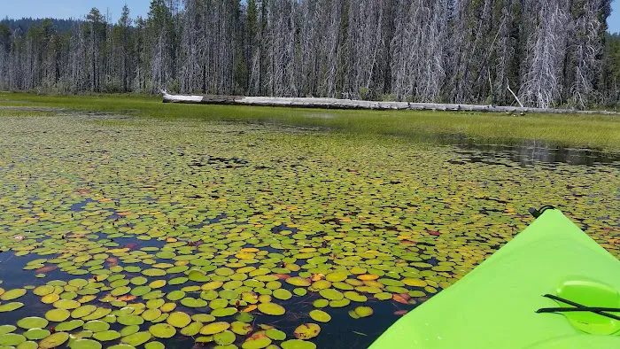 Aspen Point Campground - Lake of the Woods Picture 8