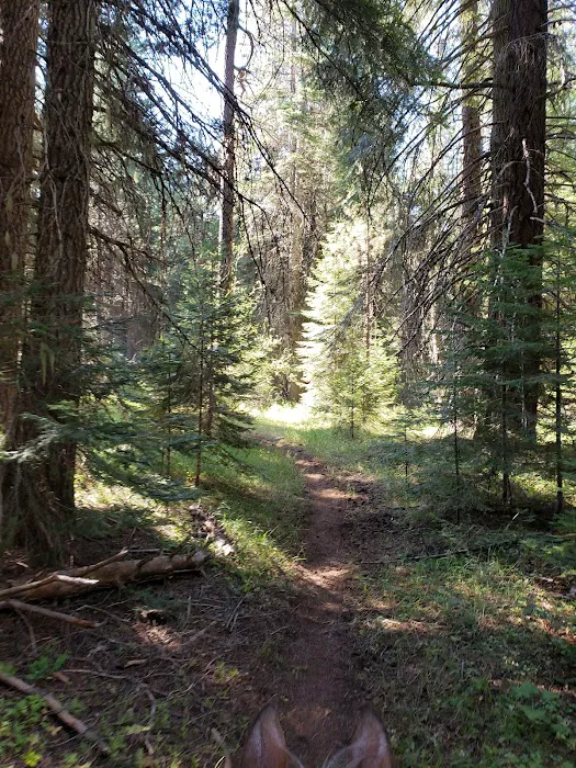 Lily Glen Campground Picture 2