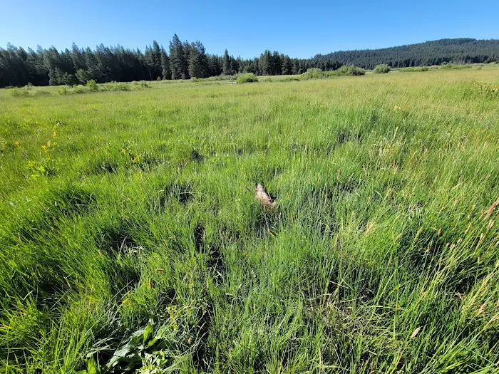 Lily Glen Campground Picture 10