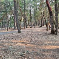 Cantrall Buckley Campground ico