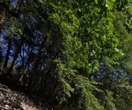 Carberry Creek Campground