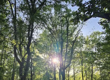 WMA Tent Campground