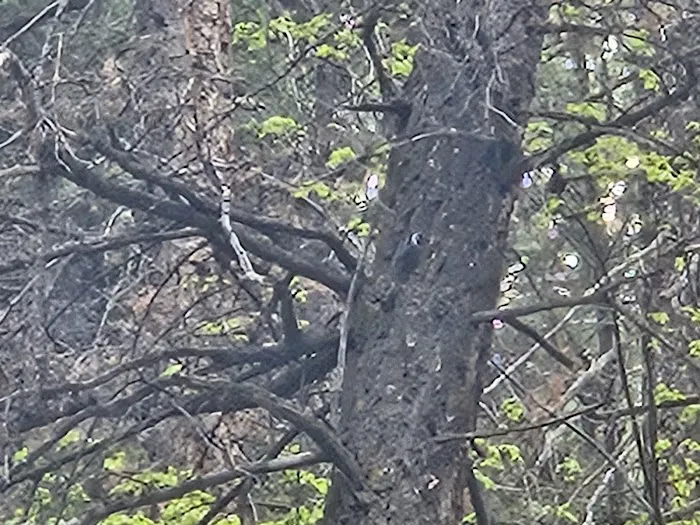 Hodges Campground Picture 1