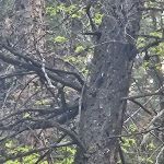 Hodges Campground