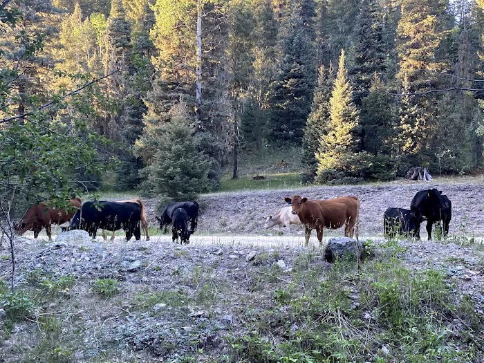 Trampas Trailhead Campground Picture 6
