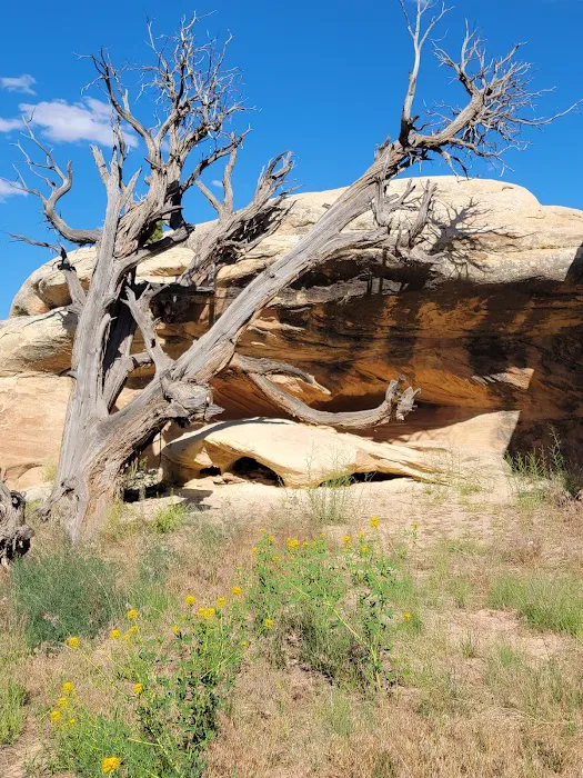 The Needles Campground Picture 7