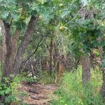 Zuni Loop