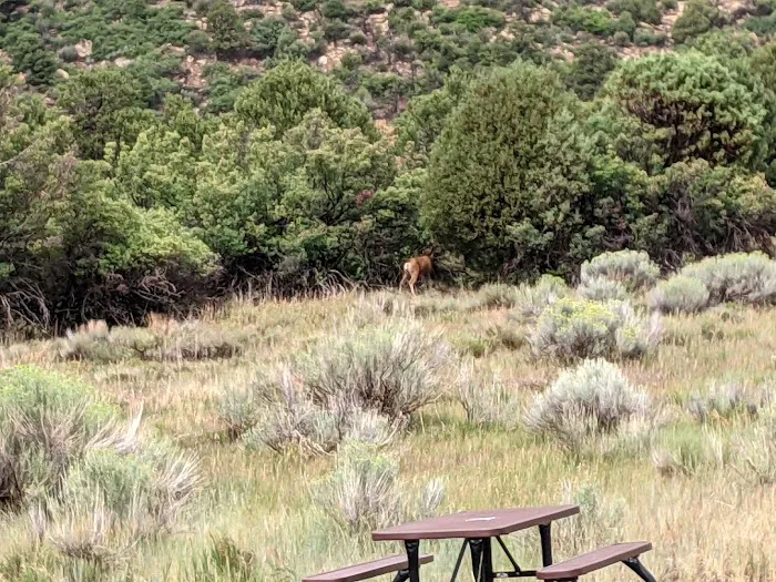 Morefield Campground Picture 1