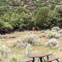 Morefield Campground ico