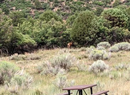 Morefield Campground