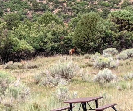 Morefield Campground