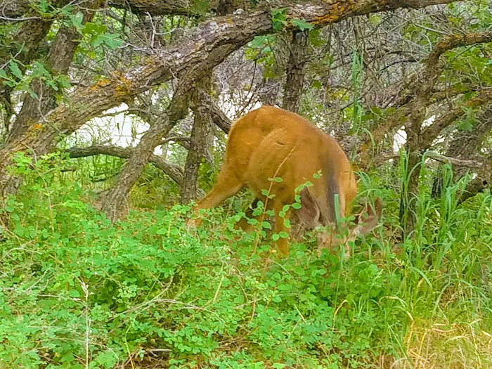 Morefield Campground Picture 4