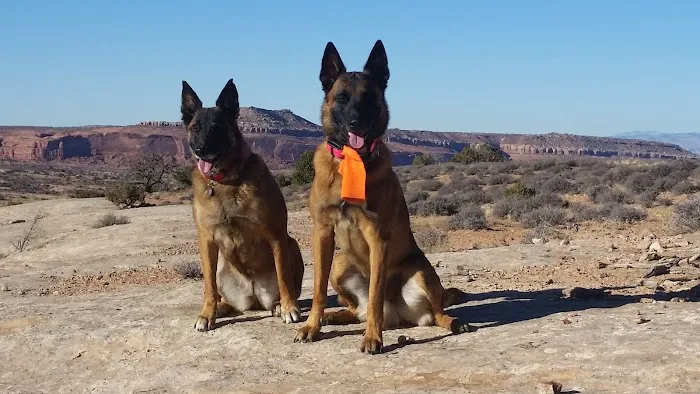 Lone Mesa Group Campground Picture 6