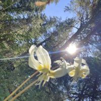 Steamboat Falls Campground ico