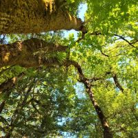 Eagleview Group Campground ico