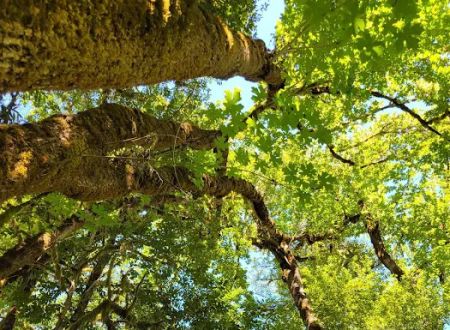 Eagleview Group Campground