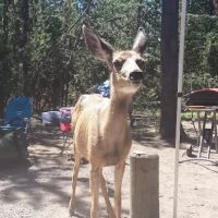 Lava Lake Campground ico