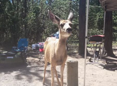 Lava Lake Campground