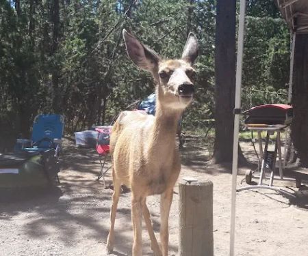 Lava Lake Campground