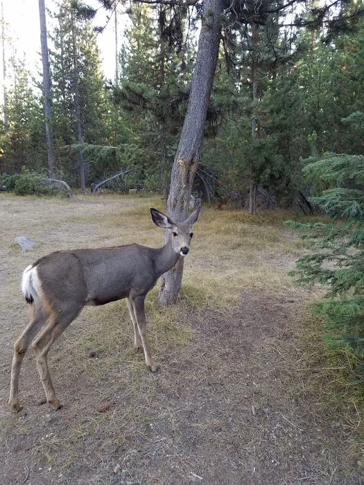 Lava Lake Campground Picture 10