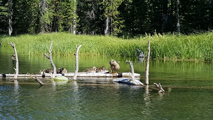 Little Lava Lake Campground and Boat Ramp Picture 6