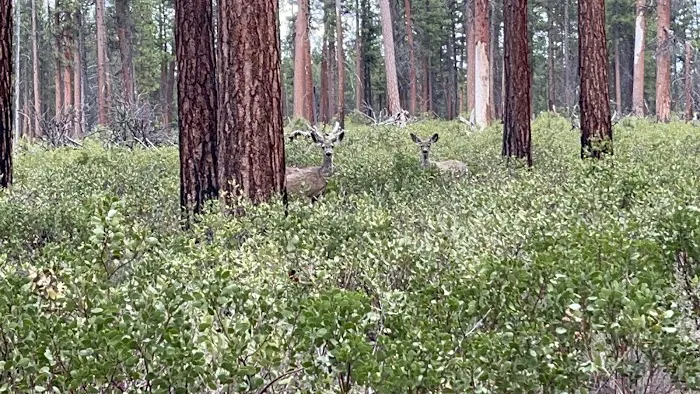 North Twin Lake Campground Picture 7