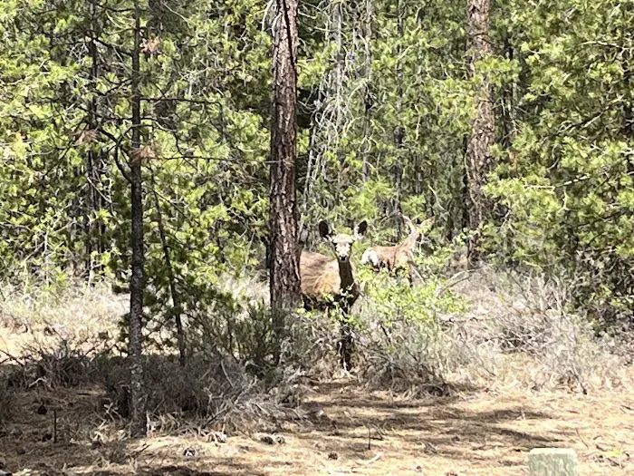 North Twin Lake Campground Picture 4