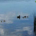 Gold Lake Campground