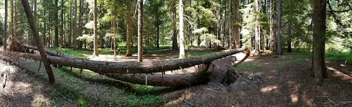 Sissons Campground Picture 6