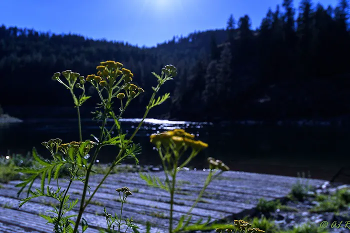 Dorr Skeels Campground Picture 9